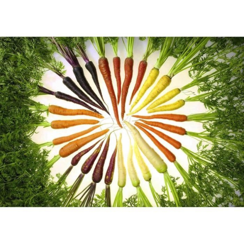 Photo 20 graines de carottes multicolores arc en ciel pourpre/rouge/blanche/jaune